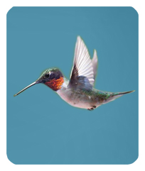 Humming Bird 2